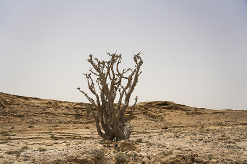 سيرين