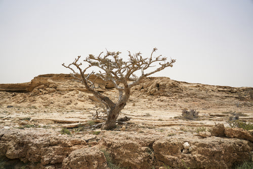 زينيث