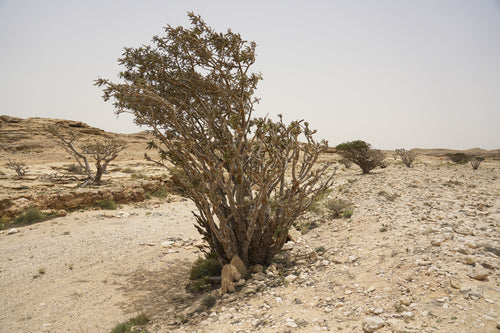 يوفوريا