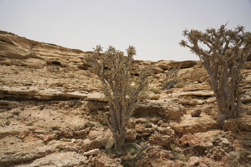 فيرن