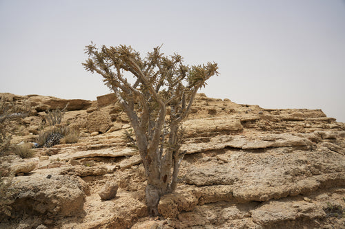 تيرا