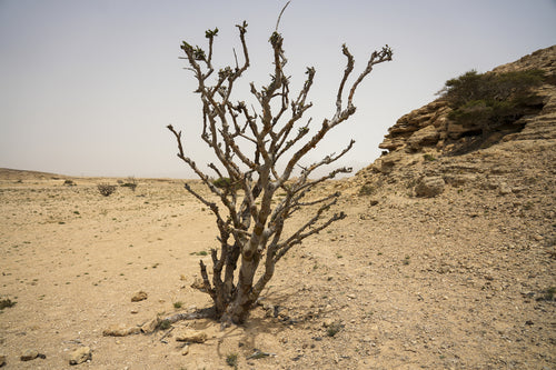 ريفر