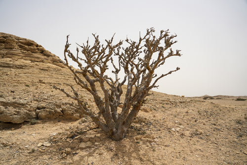 جايا