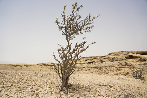 ميست