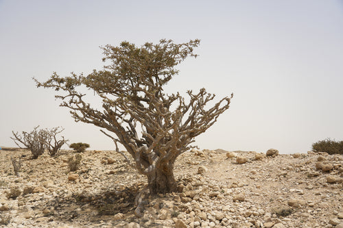 اينشانت