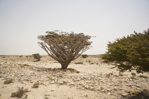 فيد