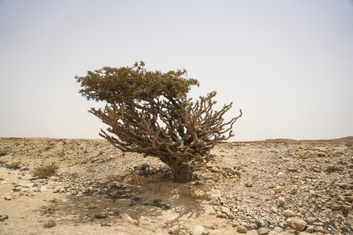 سبارك