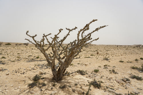 سيدار