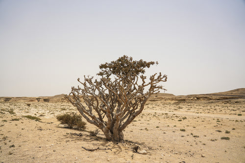 فيردانت