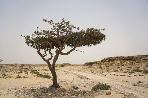 كانوبي
