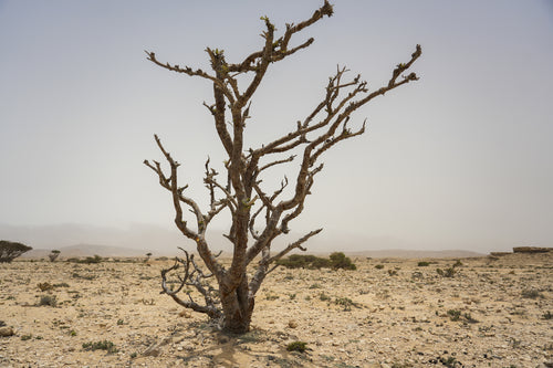 فلير