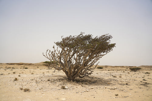 لايف لاين