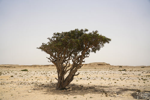 فايبرنس