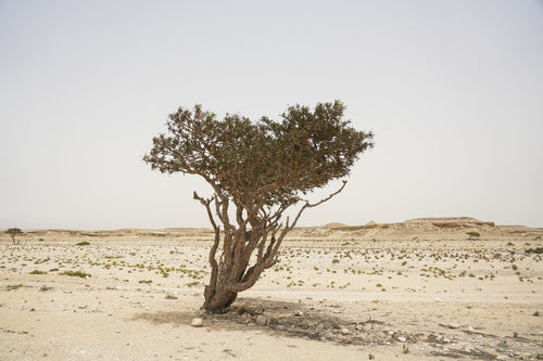 ايسينس
