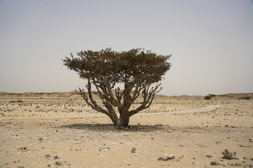 سباين