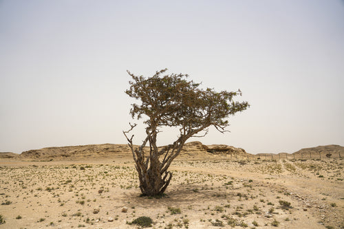 جلايد