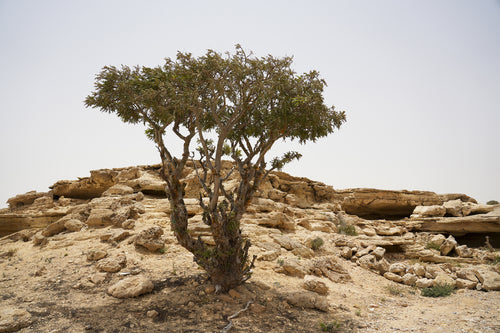 ايدن
