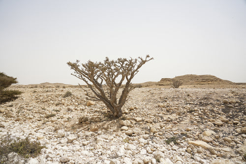 تايم لس