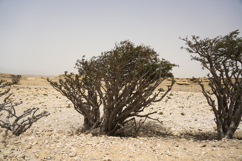 ايكو