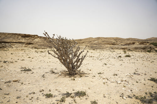 هارموني