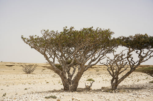 سوليس