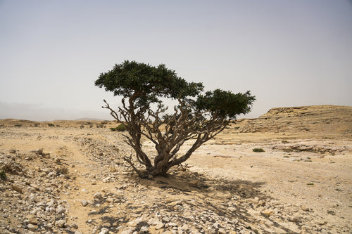 جارديان