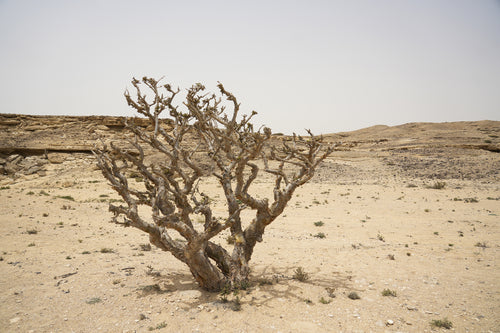 ثاليا