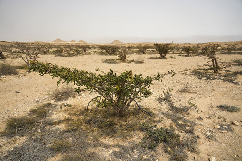 سن توتش