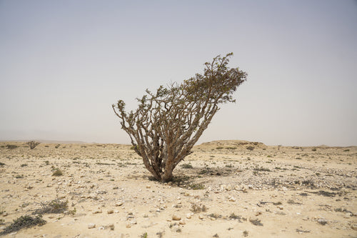 سكاي وورد