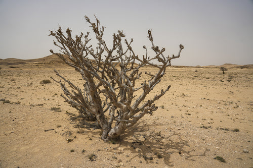 سيج