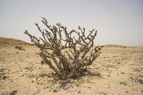 هادي