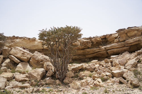 فالي