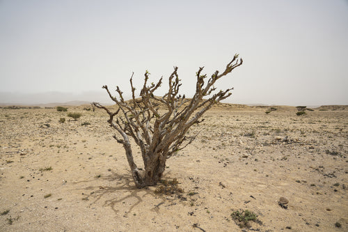 ريدج