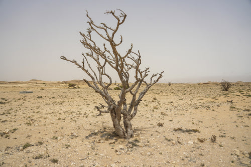 ميست وود