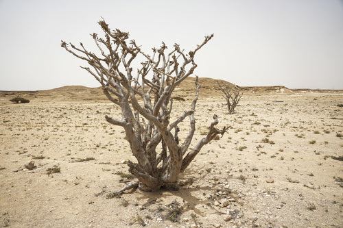 ريزا