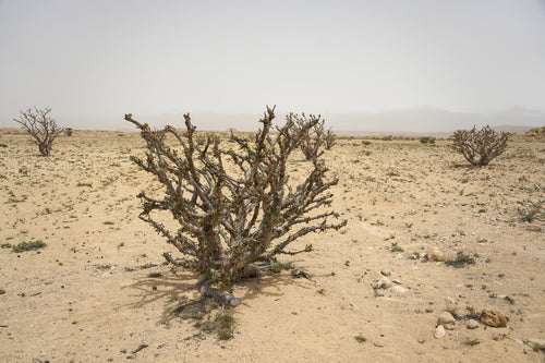 فروست