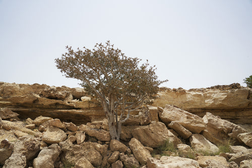 برايد