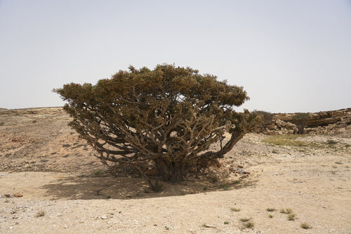 بوندر