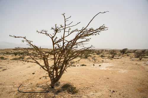 داليا
