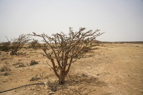 اليسيان