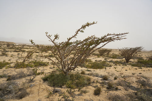 ميدو