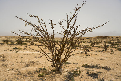 آربور