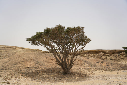 سانكشواري