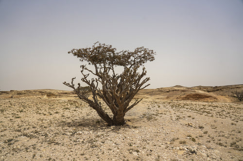 بليس