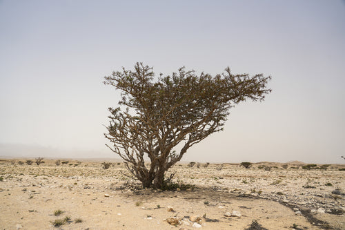 فيجور