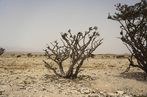 سولتتيود