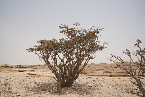 ستار داست