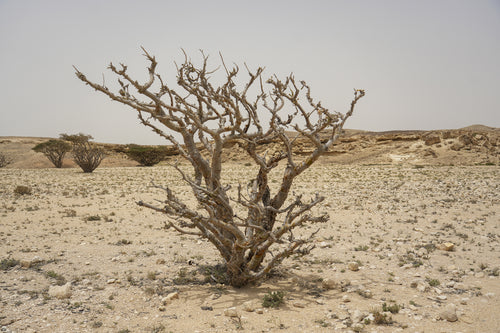لاستر