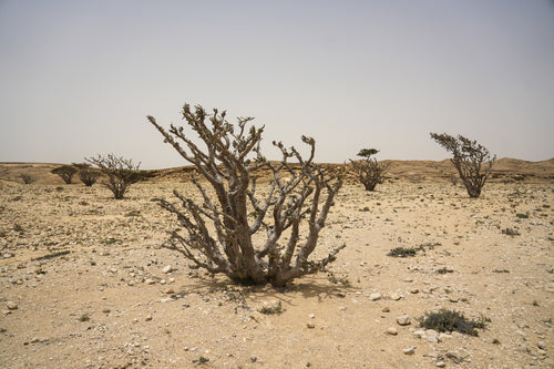ترايمف