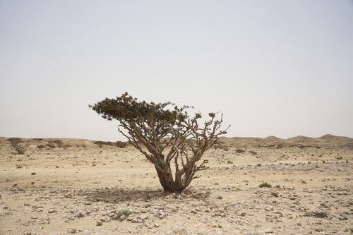 هاربور